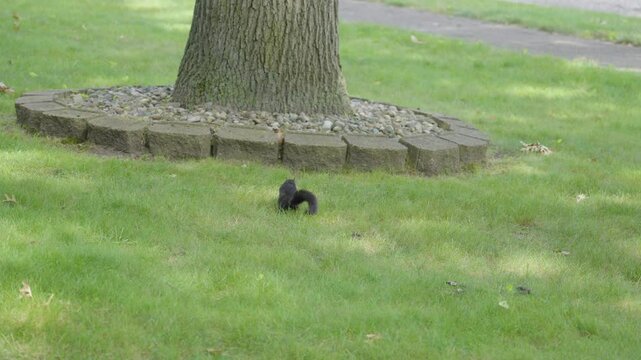 A squirrel playing in a front yard in slow motion.