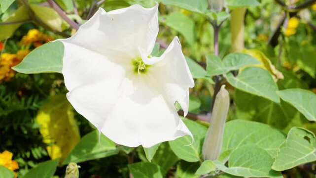 Light breeze moving through the white petals.