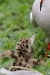 tern with chick