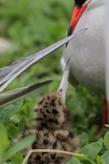 tern with chick