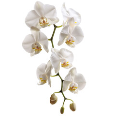 Fototapeta premium A delicate white orchid isolated on a transparent background