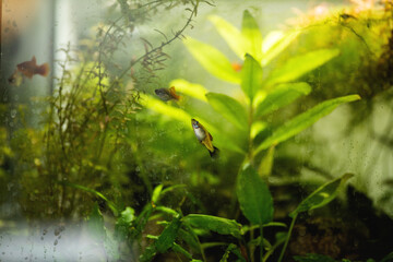 Ein Blick in das Aquarium.