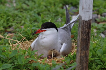 common tern parent