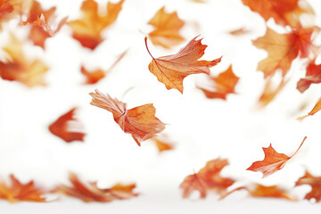 Autumn leaves falling down on white background, cozy atmosphere