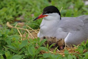 common tern parent
