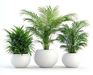 Fototapeta premium Three potted palm trees in white textured planters against a white background a minimalist botanical composition