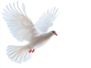 Obraz premium White Dove in Flight A Symbolic Composition of Hope and Purity with Detailed Feathers Against a White Background
