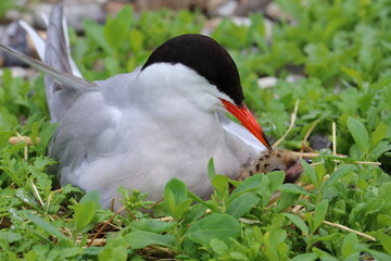 common tern parent