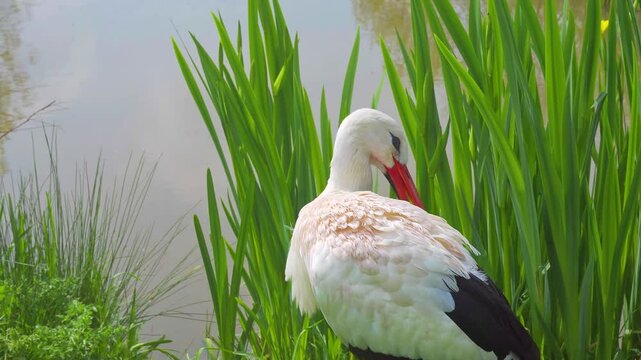Wild, White stork siting on her nest in the midday sun.
