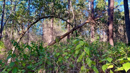 Fototapeta premium fence and trees