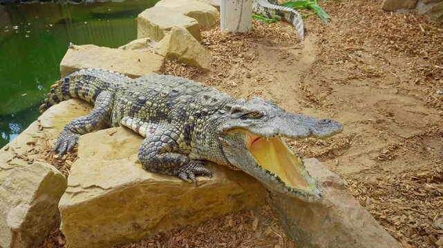 Crocodile laying in the midday sun around with his mouth open