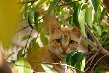 Close-up of red tabby cat looking through green leaves.