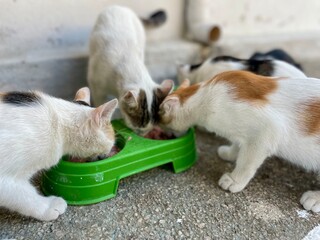 Small cats playing each other. Funny pose. Cute pets cats