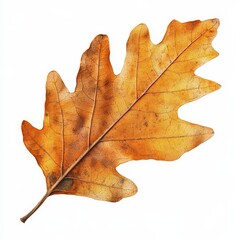 A leaf is shown in a close up