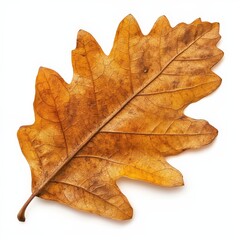 A leaf is shown on a white background