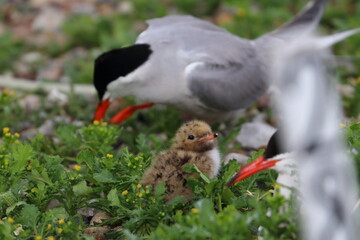 common tern parent