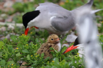 common tern parent
