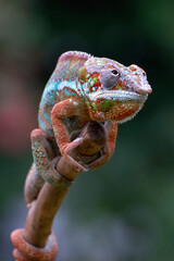 Panther chameleon on a tree branch © DS light photography