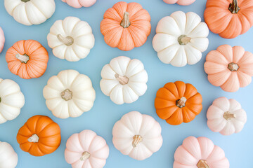 Small orange, white and pastel pink pumpkins in diferent rows on a pastel blue background, viewed from above 