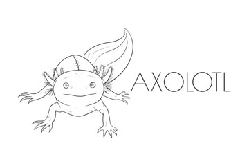 Illustration of a Animal - Axolotl, Amphibia
