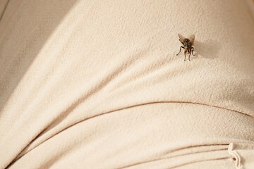 Obraz premium Insect detail on clothing garment