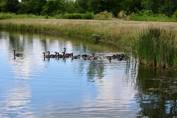 A group of geese in the lake at the park.