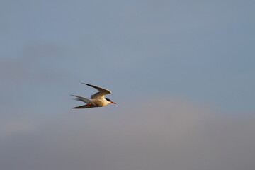 tern with chick
