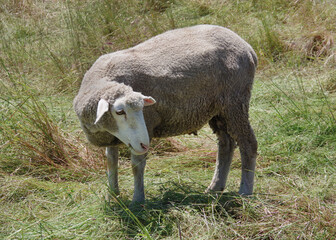 Grazing sheep on coastal southern California grassland