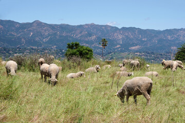 Grazing sheep on coastal southern California grassland with Santa Ynez mountains in the background