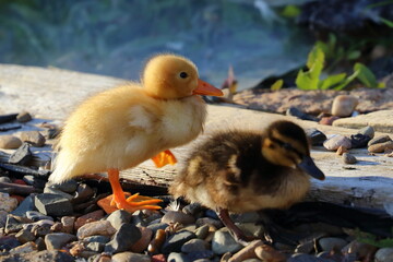 duckling