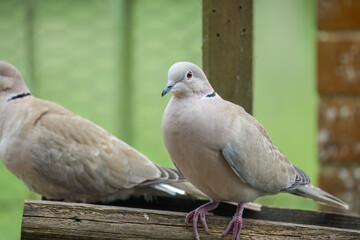 close-up of a pair of collared doves (Streptopelia Decaocto) checking out a wooden bird feeding tray