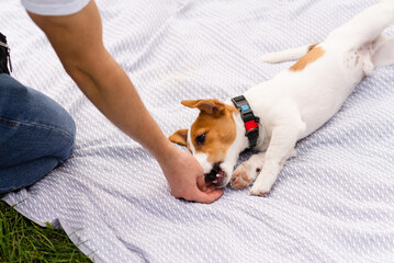 Jack Russell Terrier puppy relaxing and playing on lawn outdoor on a sunny day with his owner. Modern lifestyle, happy pets life