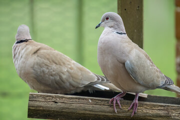 close-up of a pair of collared doves (Streptopelia Decaocto) checking out a wooden bird feeding tray