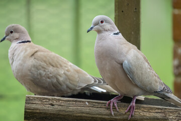 close-up of a pair of collared doves (Streptopelia Decaocto) checking out a wooden bird feeding tray