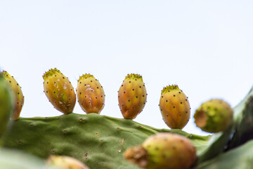 Prickly pear cactus fruit