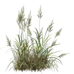 Fototapeta premium Green Grass Blades in a Meadow - Natural Texture