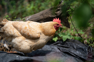 fat hen in yard