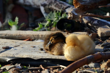 duckling