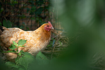 fat hen in yard