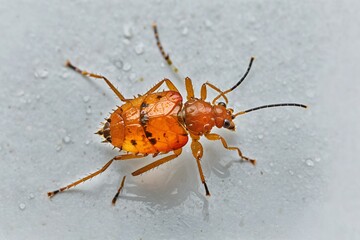 Obraz premium A bug sits on a table, often used in scientific or educational contexts