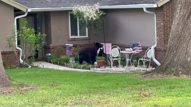 A mama and baby black bear in front of a house; the mama bear stands up to eat from the bird feeder while the baby picks them off the ground in Florida 