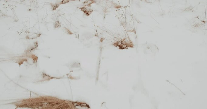 beautiful clean snow white fresh with dry reeds and mysterious human footprints on it. real Ukrainian snowy cold winter. children's footprints on untouched snow that has just fallen. Winter fairytail