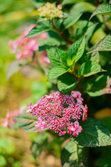 nice hydrangea in the garden