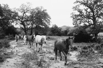 Rural horse scene with young herd walking through Texas ranch pasture in black and white.