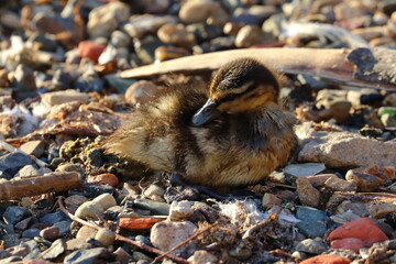 duckling