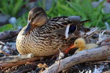 duckling