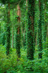 Ivy (Hedera Helix) plant climbing up tree trunk