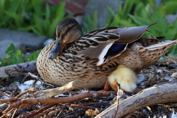 duckling