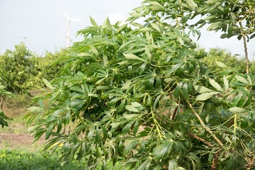 Thriving Broad Bean Plants in a Sun-Drenched Farming Environment