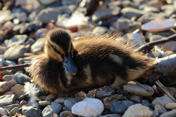 duckling